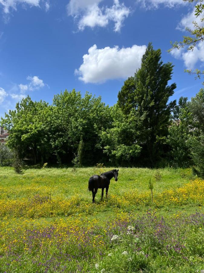 Springfield Lodge Valongo  Zewnętrze zdjęcie